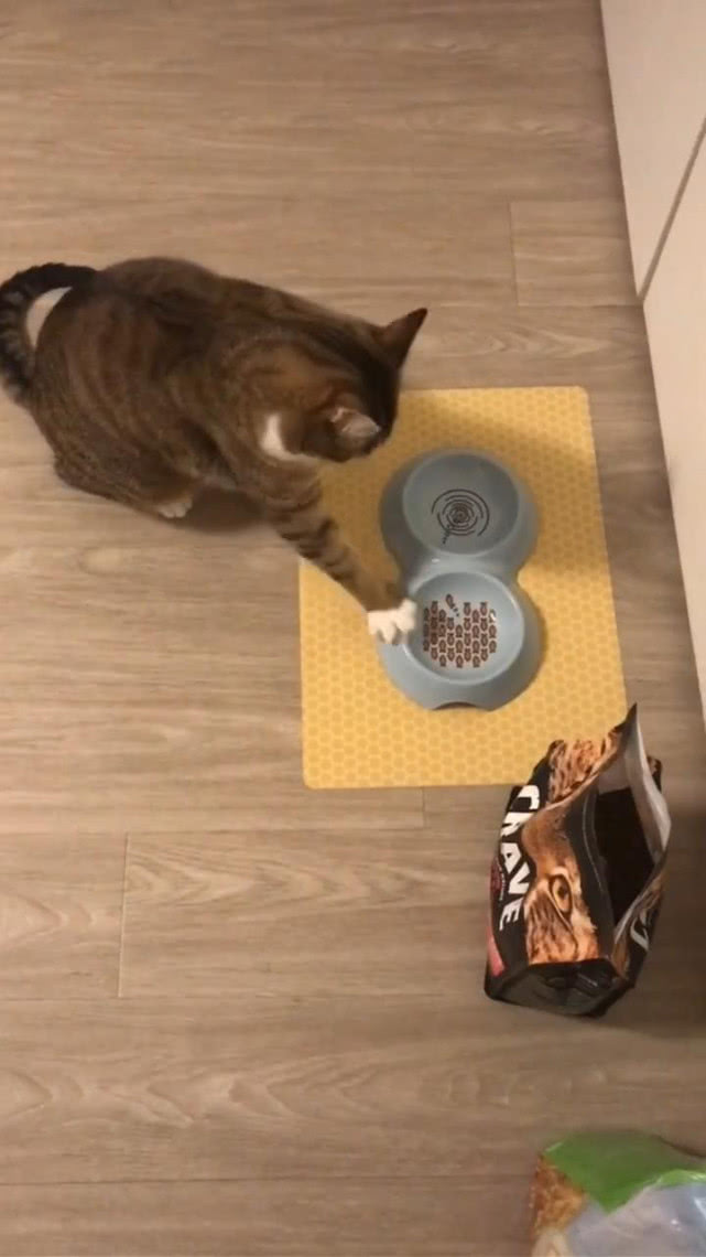 猫咪对着空碗叫唤,见主人没反应后,跑到猫粮旁边,猫:就倒这个