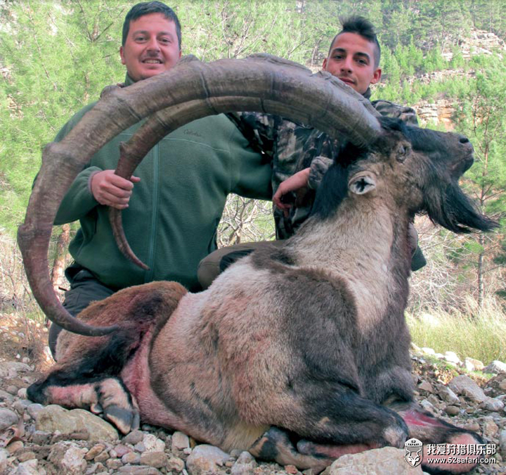 土耳其的北山羊(bezoar ibex)是一種非常漂亮的動物,它身上黑褐色斑紋