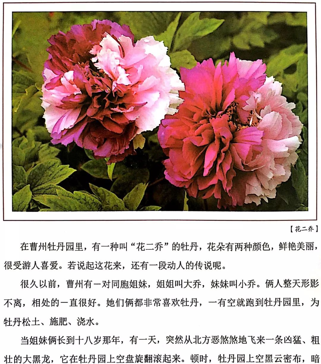 牡丹花的介绍真实图片