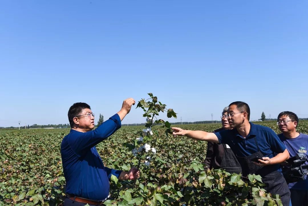 黄河流域棉花全程机械化生产南宫测产推进会在河北省南宫市成功举办