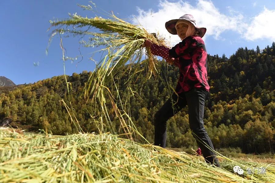 门源不止有油菜花再过几天还将有一大波美景来袭