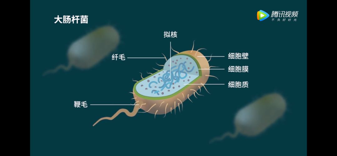 生物大師高中原核細胞和真核細胞赤潮和水華