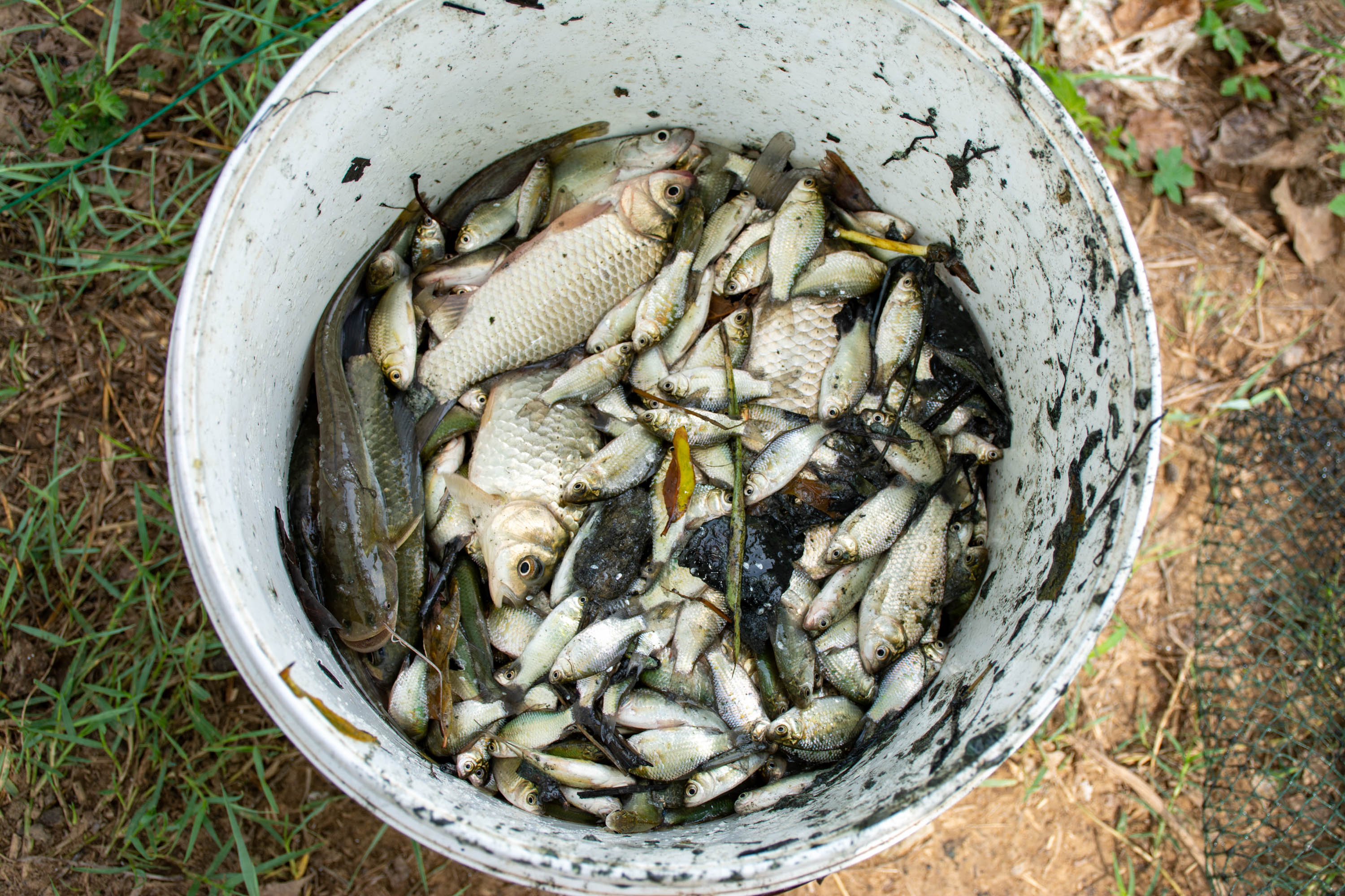 原创黄河水里用绝户网捕鱼十五分钟收一回一晌拉出八百斤鲫鱼