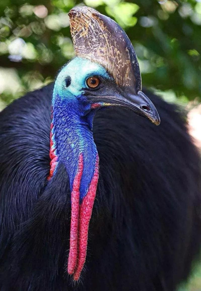 这种鸟被称为杀人鸟看起来就像长了毛的恐龙