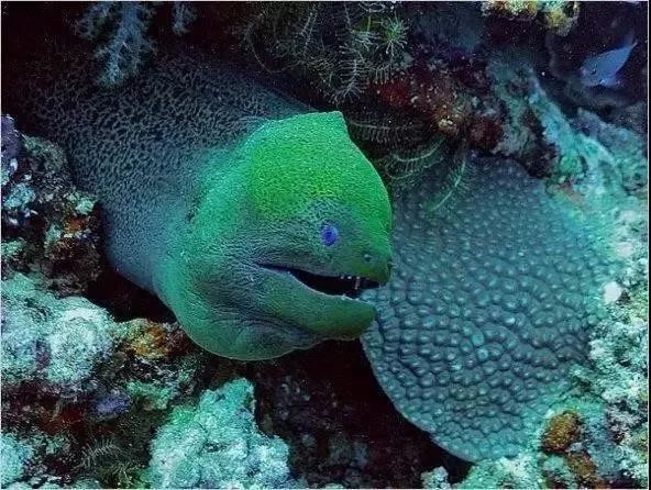 送門票邢臺森林公園海洋動物館101盛裝開放啦文中有福利