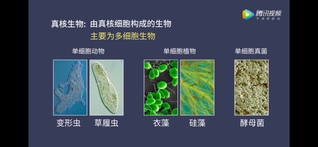 生物大师高中原核细胞和真核细胞赤潮和水华