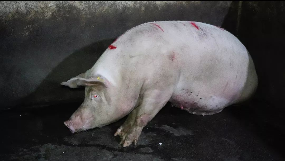 【资讯】猪肉高价,诱惑太大!安州警方凌晨出动,把这帮人抓了!