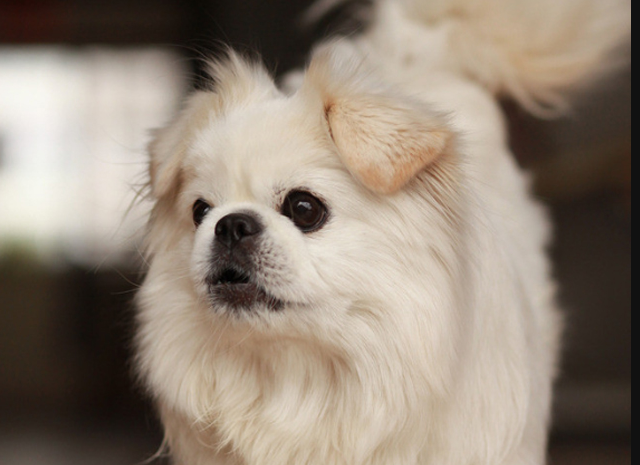 京巴狗的饮食习惯有哪些你了解了吗