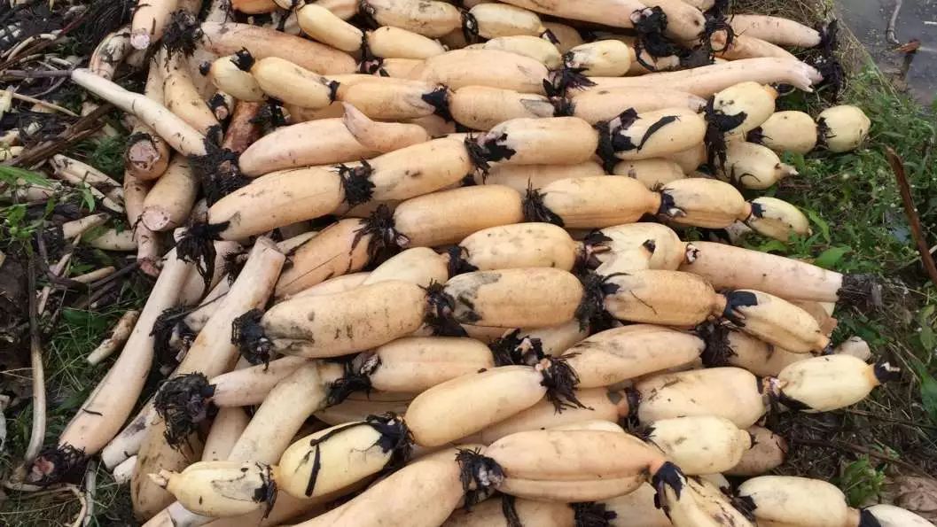 邻居团购洪湖莲藕直送五角场去秋燥粉滑脆甜滋养脾胃