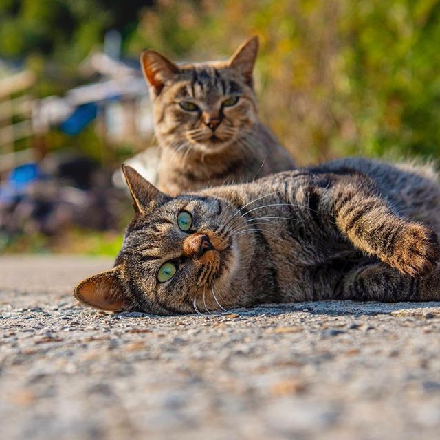 图片[13] - 奇妙的视角！日网友特摄《猫体屁屁写真》大放送猫皇的香嫩蛋蛋！ - itotii