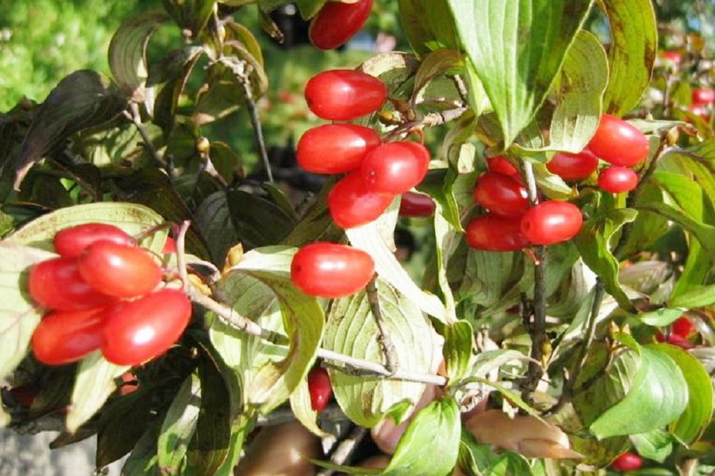 重阳节为什么要插茱萸重阳节为何被称为茱萸节