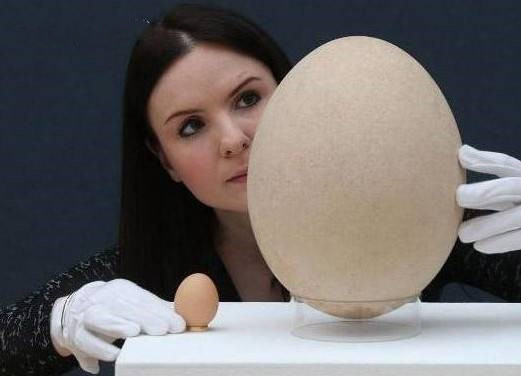 地球上最大的蛋图片