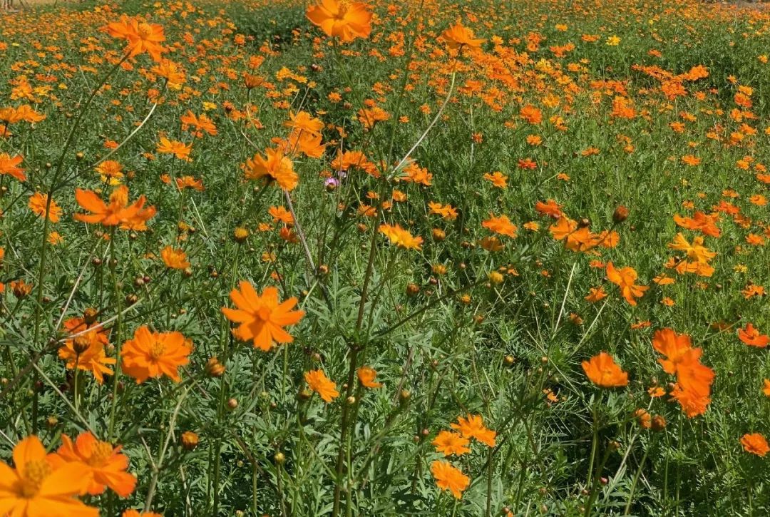 国庆假期这里有花海田园挑战赛农家土味等你来转发有礼