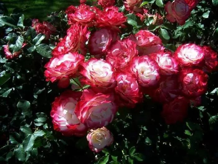 每日一花摩纳哥公爵月季淡黄色花瓣桃粉色花边