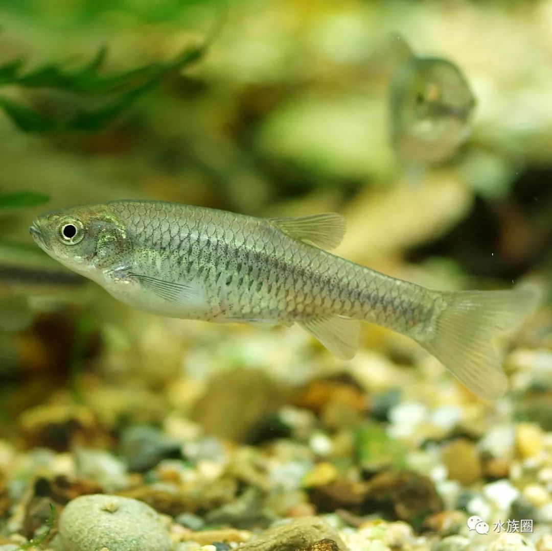 aphyocypris chinensis günther, 1868中华细鲫体长形,前部近圆筒形