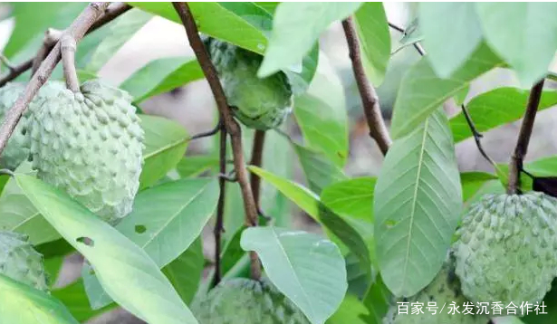 網紅水果釋迦果的特點_食用_栽培_種植