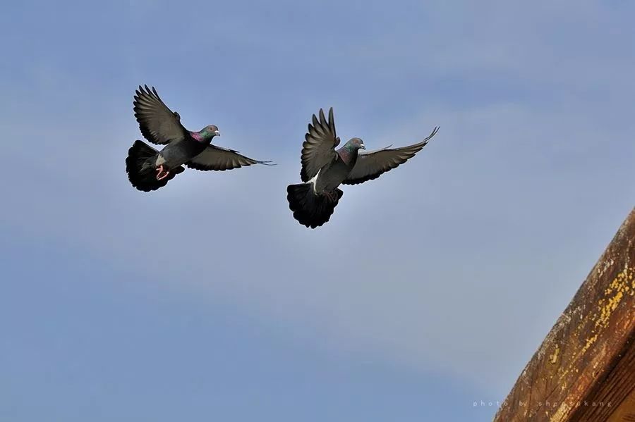 经验| 比赛归巢后七种处理方式_鸽子