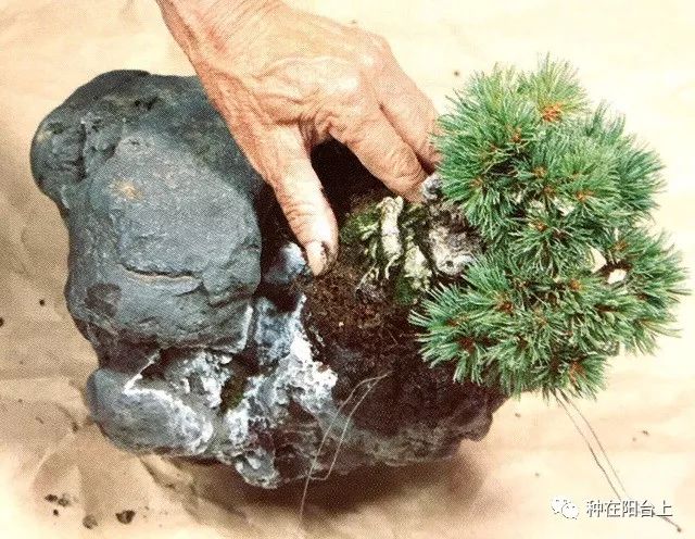 石头上也能栽盆景告诉你不一样的附石型盆景制作秘笈
