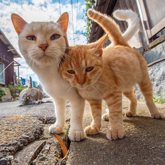 图片[14] - 奇妙的视角！日网友特摄《猫体屁屁写真》大放送猫皇的香嫩蛋蛋！ - itotii