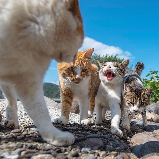 图片[12] - 奇妙的视角！日网友特摄《猫体屁屁写真》大放送猫皇的香嫩蛋蛋！ - itotii