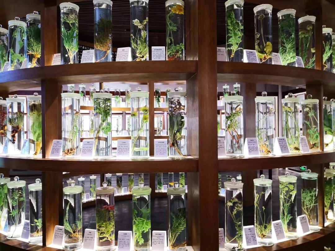 本周末,阿尔泰山中草药博物馆将正式开放_植物