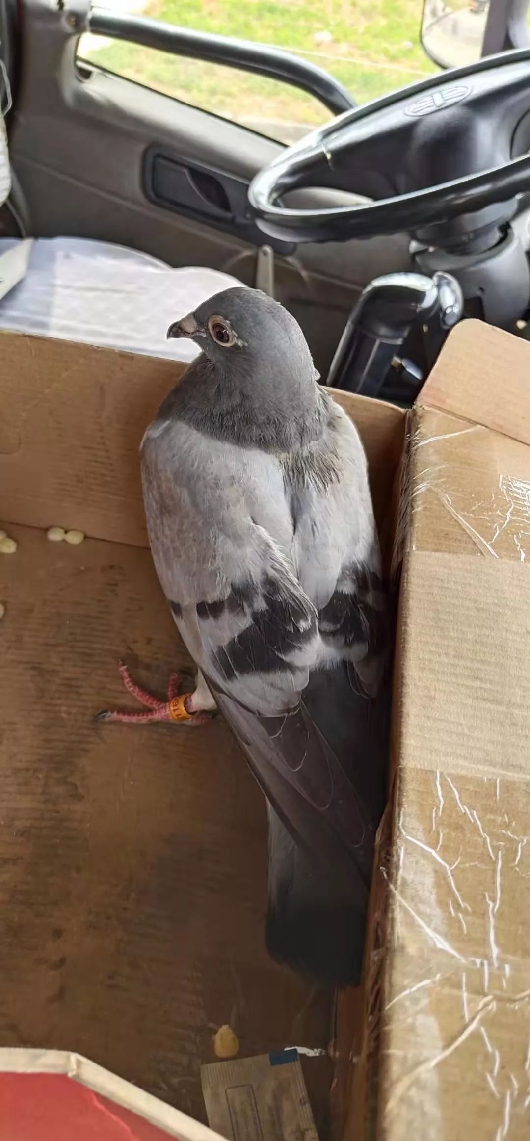 【寻找失主】大厂网友捡到一只信鸽!