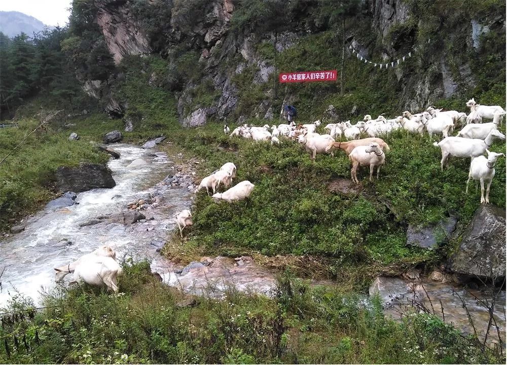 小羊倌销售精英陕西之旅回顾报道连载 (一)| 与小羊倌奶源基地的亲密