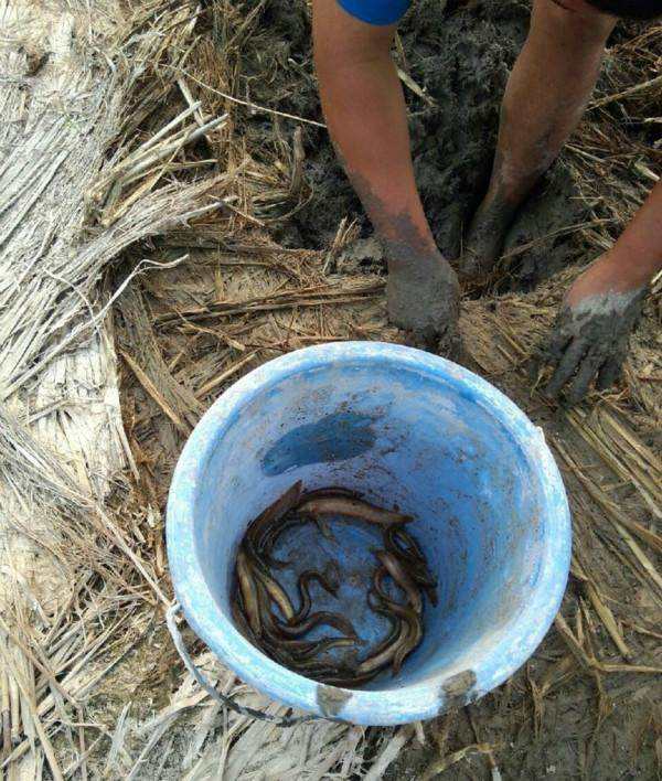 稻田的水放干了去田里抓泥鳅儿时你有没有抓泥鳅的经历呢