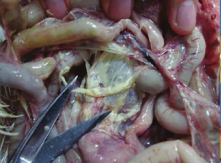 鸡支原体最常见的症状表现为呼吸道感染,出现咳嗽,喷嚏,气管罗音,常有