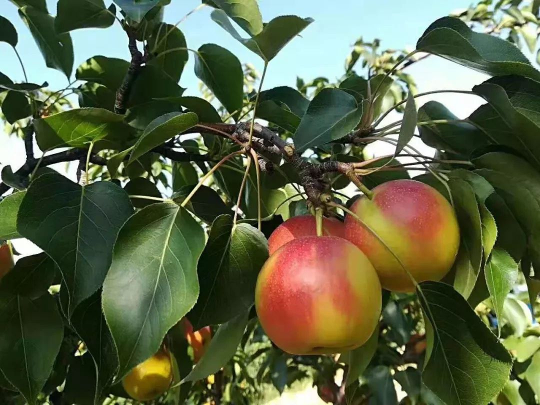 乡邻优鲜丨一颗神奇的梨:来自东北,却叫"南果梨"!