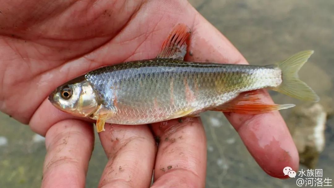 轉載中國原生魚北京魚類圖鑑水族圈低調分享