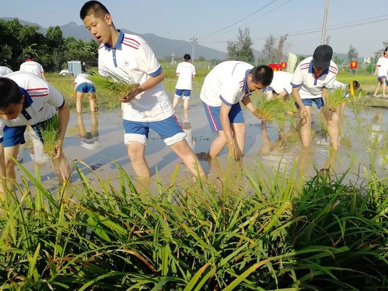 竹坝游记厦门一中初二年段社会实践活动