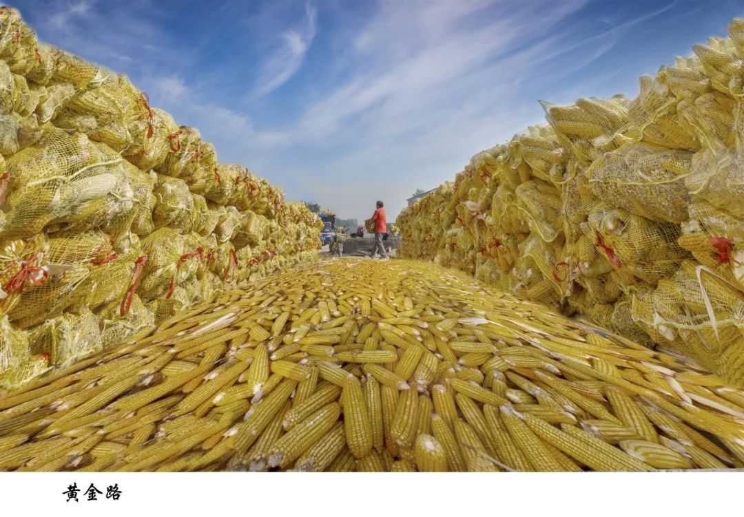 震撼,菏泽秋收竟然是这样的!_庄稼