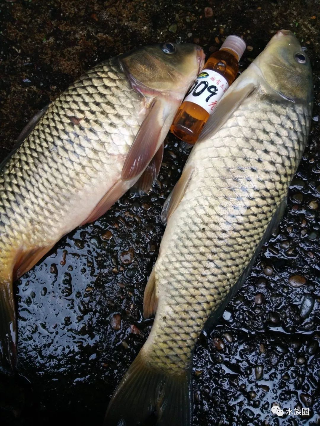 cyprinus carpio linnaeus鲤鱼又名多鳞铲颌鱼