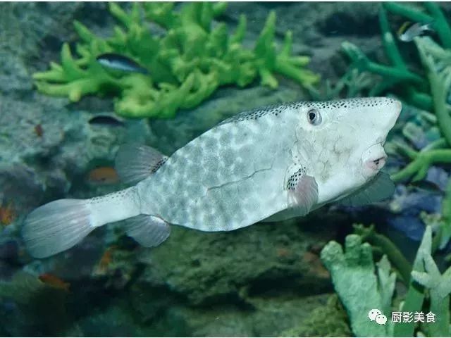 钓友们请注意:河豚有剧毒!切勿乱吃!_毒素