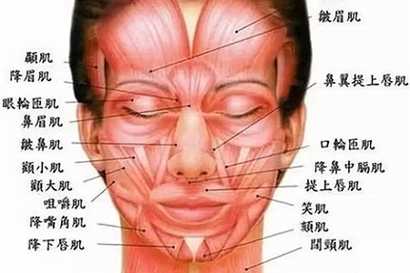 脸部结构分析图图片