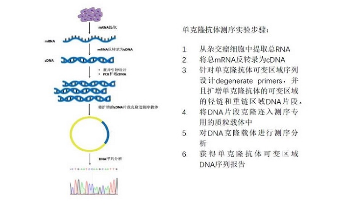 基于pcr扩增的单克隆抗体测序服务