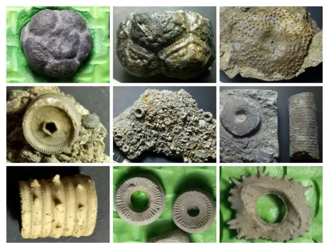 化石是怎样形成的 贝壳化石是怎样形成的