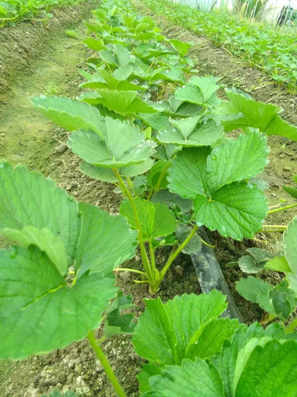 草莓菇危害森林图片图片