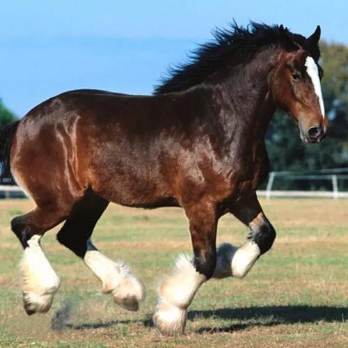 原创日本的战马多为矮小的蒙古马二战为何都变成了高大的东洋马