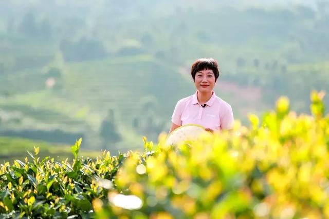 「松溪绿茶系列一」松溪县委书记黄美萍出镜代言,向全球推介松溪绿茶
