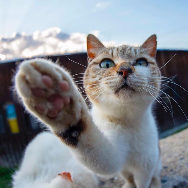 图片[15] - 奇妙的视角！日网友特摄《猫体屁屁写真》大放送猫皇的香嫩蛋蛋！ - itotii