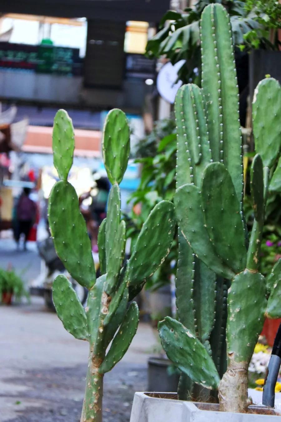 合肥海卉花市,撞見一個明媚的秋天_生活