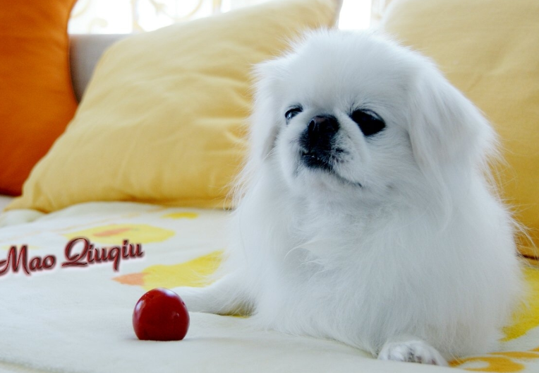 京巴狗的饮食习惯有哪些,你了解了吗?