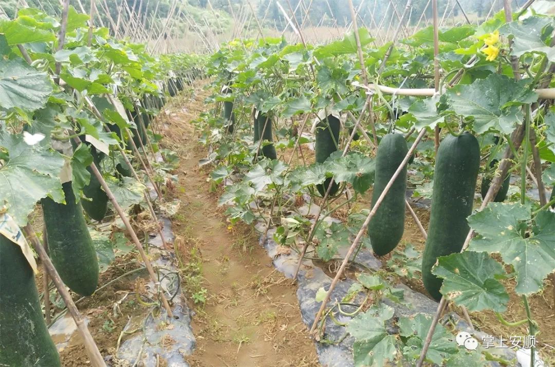 紫云狗场村冬瓜种植富农家