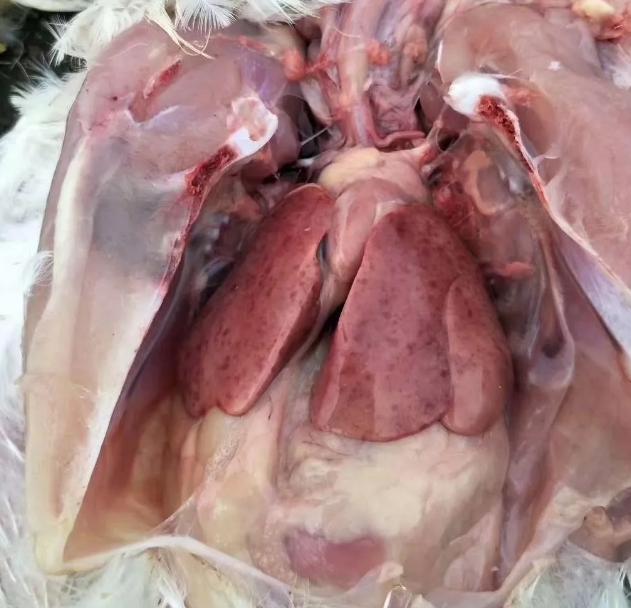 蛋鸡肝破裂,炸肝原因很多,鸡脂肪肝和肝炎区别对待_肝脏