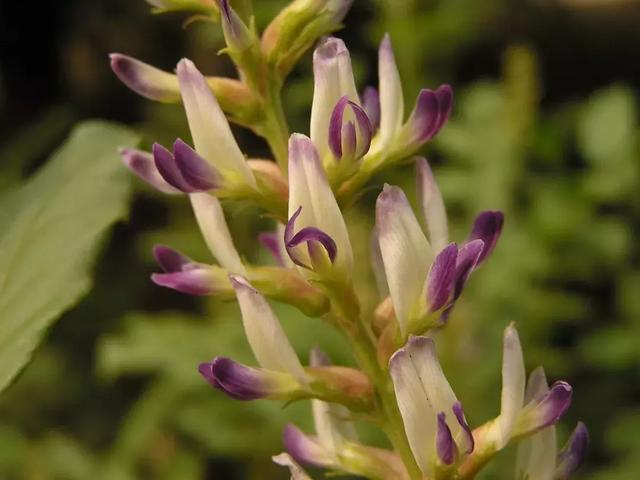 甘草竟会带来高血压?