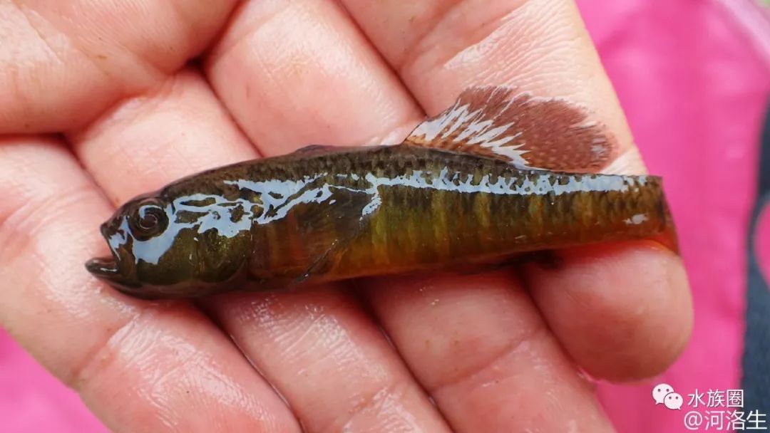 【转载】中国原生鱼:北京鱼类图鉴 |【水族圈低调分享】_腹部