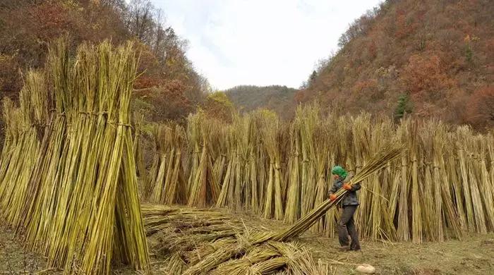 农历九月,金风乍起,麻叶变黄,此时麻秆长成了个儿