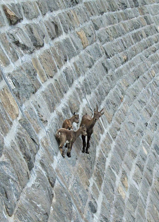 镜头下在悬崖峭壁活动的羊无所畏惧淡定自若来去自如